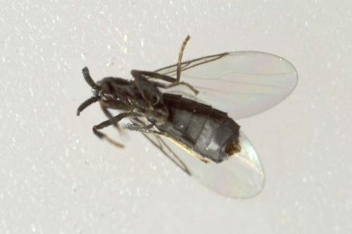 Réf. 190 959 : Coboldia fuscipes